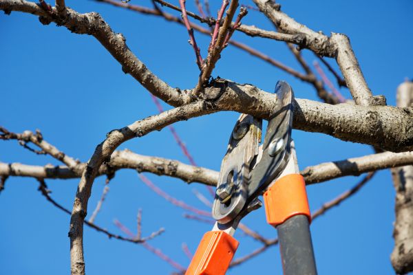 Residential Tree Service in Lubbock