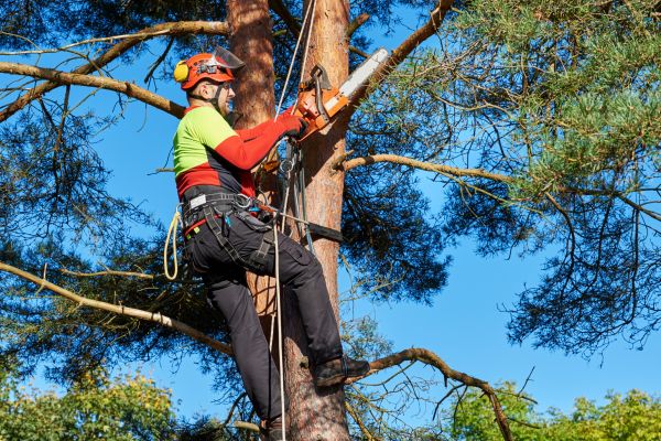 Tree Service in Lubbock