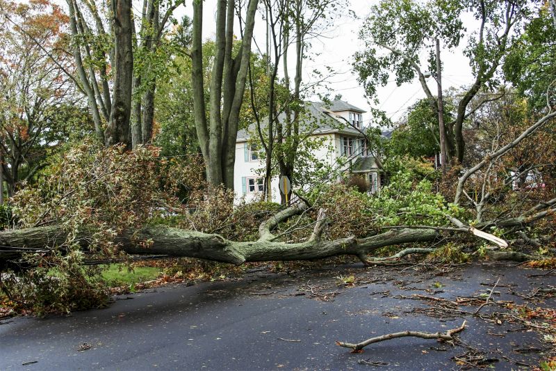 Fallen Tree Blocking Pathway