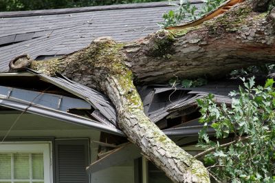 Fallen Tree on Roof