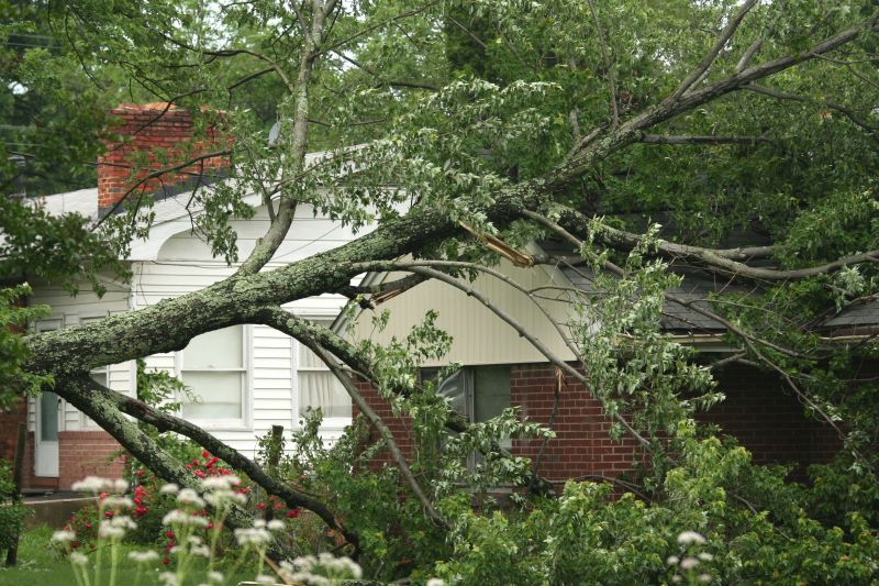Storm-Damaged Tree