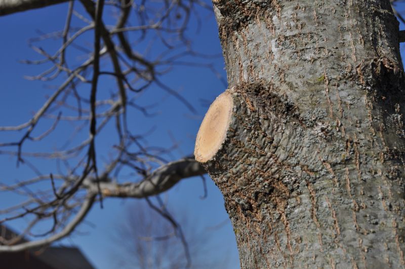 Hickory Tree Pruning