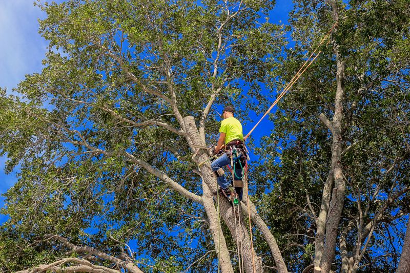 Expert Tree Trimming