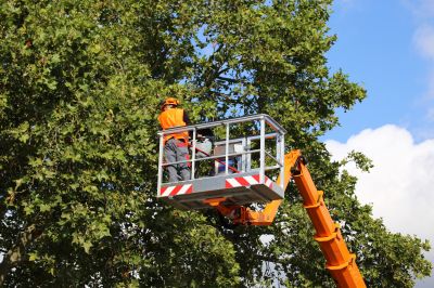 Arborist Performing Trimming