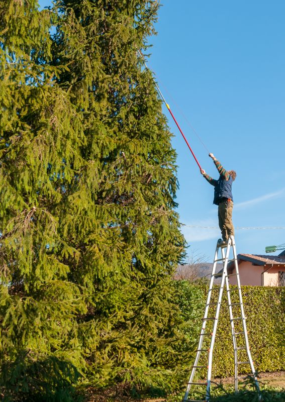 Tree Maintenance in Progress