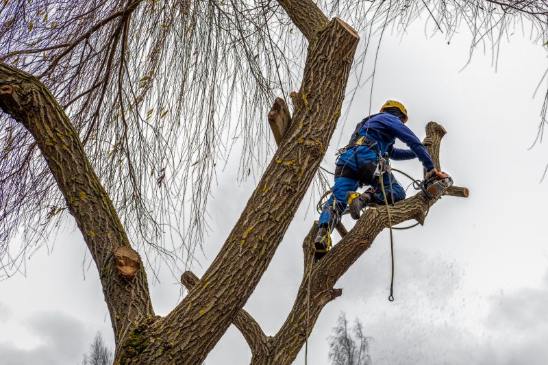 Climbing Arborist