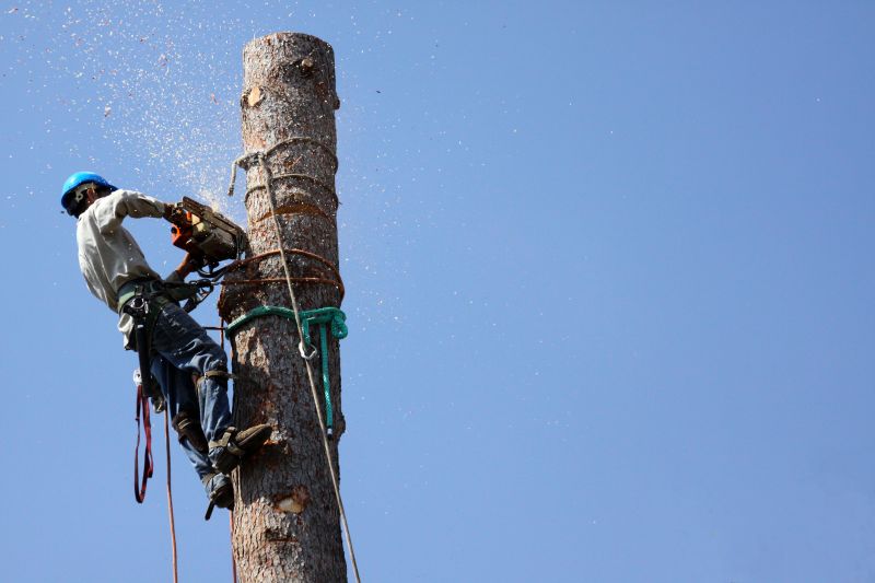 Tree Maintenance
