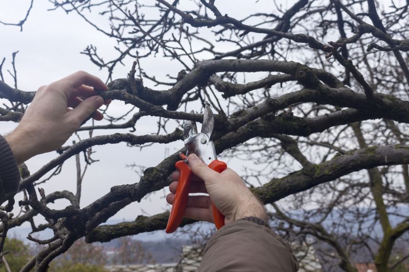 Pruning During Dormant Season