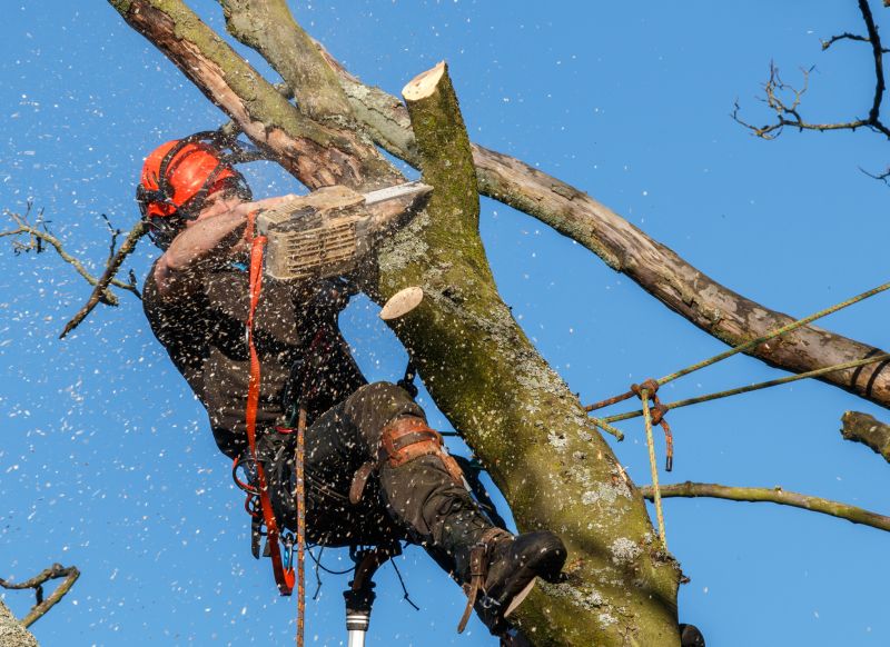 Black Friday Tree Service Deals