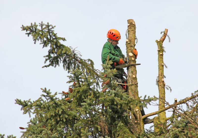 Holiday Season Tree Maintenance