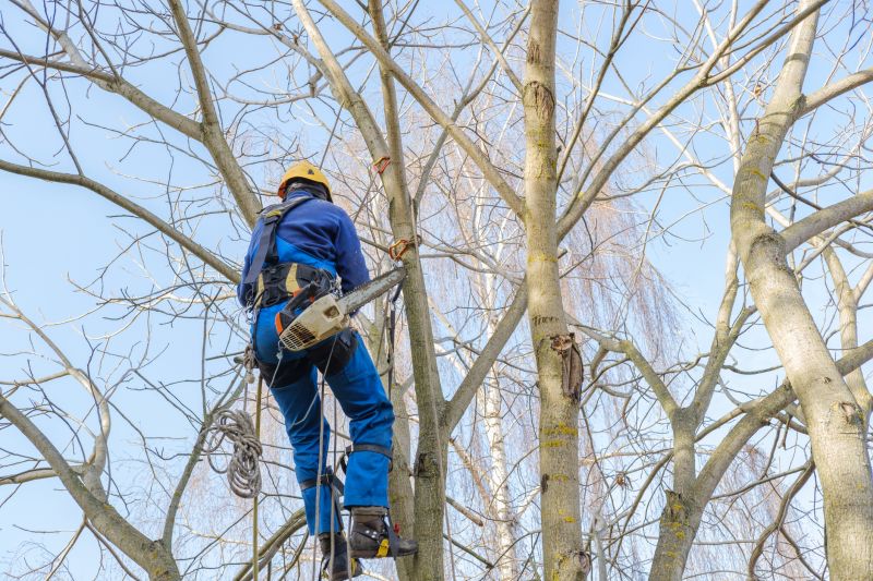 Safety Equipment for Tree Trimming