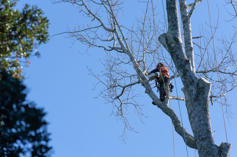 Specialized Tree Pruning Experts